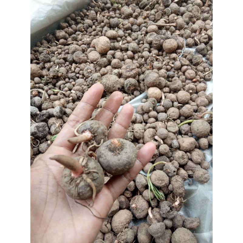 bibit porang mini 1kg