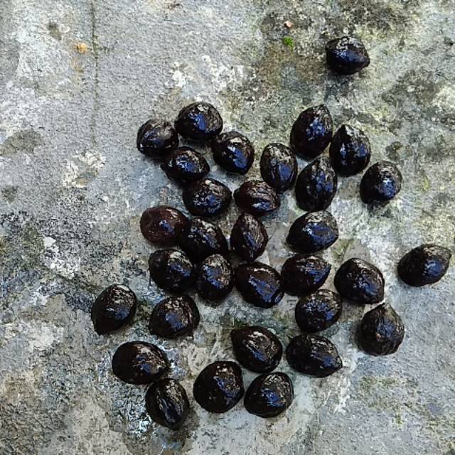 Muncang adu jenis Jawa Pasundan ori