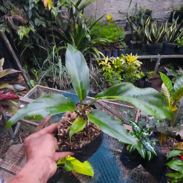 POHON ANTURIUM GELOMBANG CINTA-bibit tanaman anturium gelombang cinta