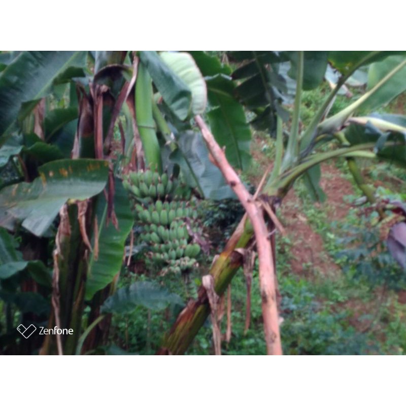 

pisang.mentah.1kg