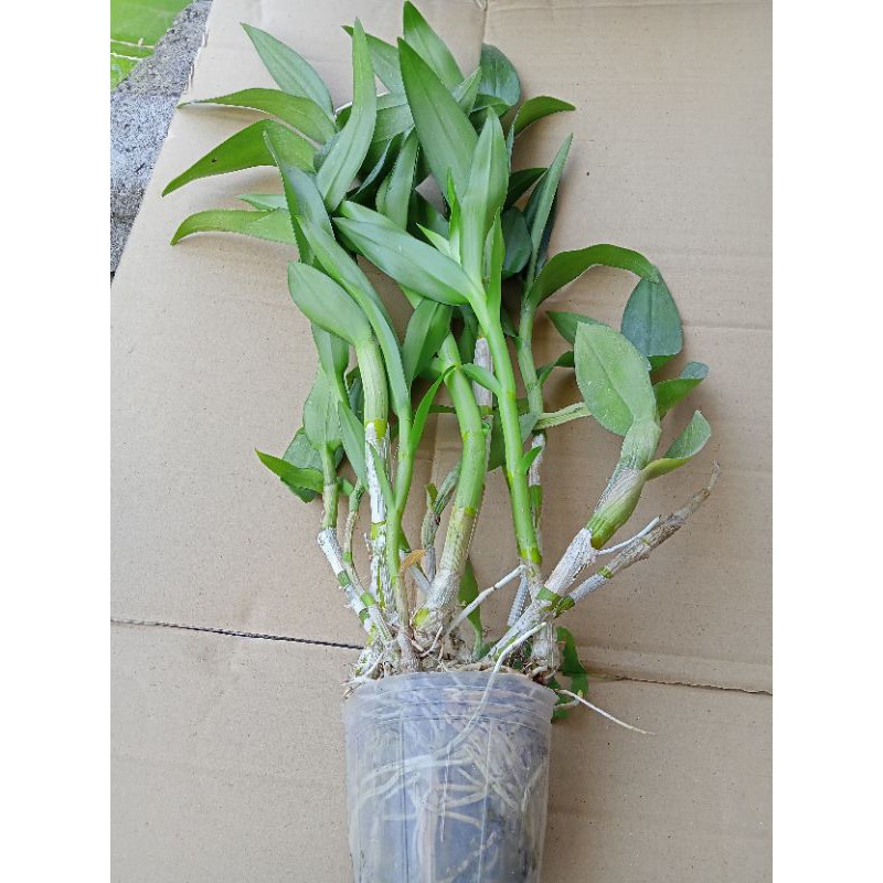 anggrek dendrobium rimbun dewasa