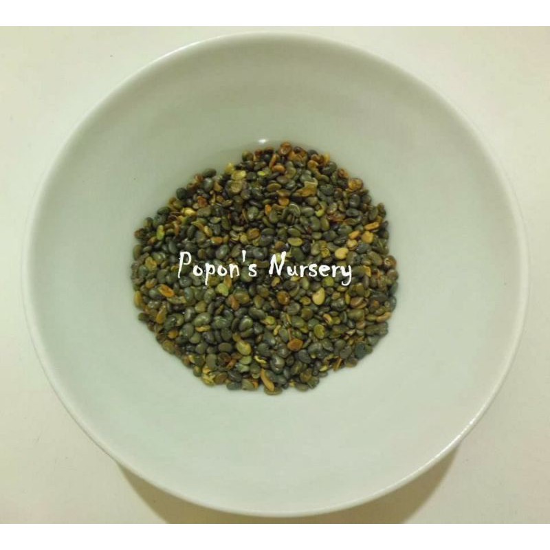 Benih atau Biji Orok-orok Clotalaria juncea