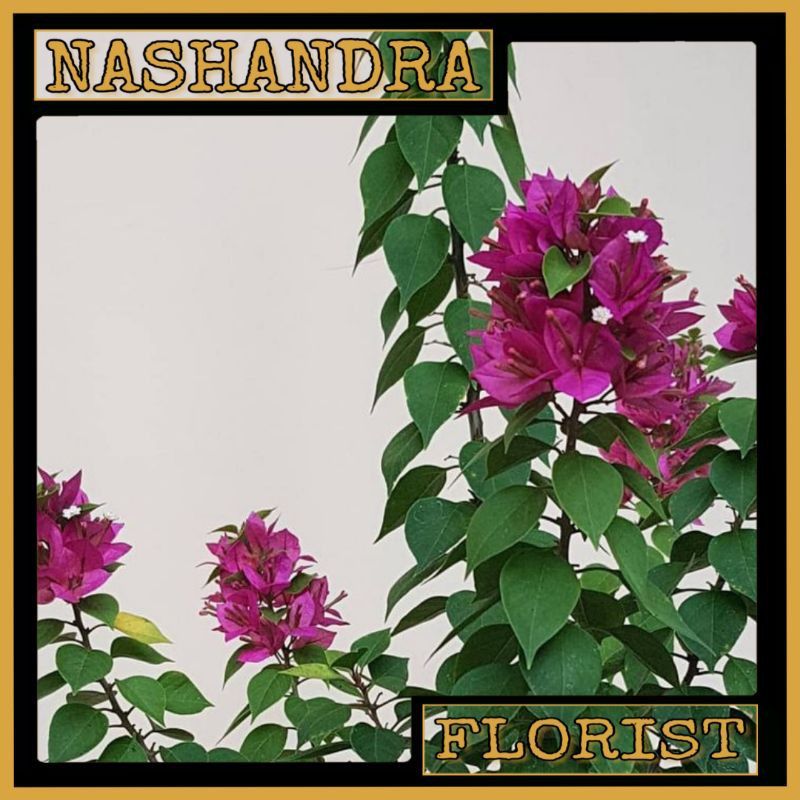 Tanaman Hias Bunga Bougenville Singapore (pink)