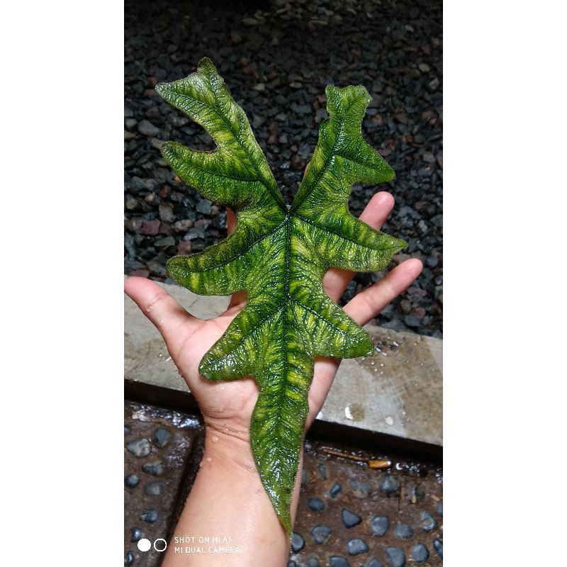 bonggol alocasia jacklin alocasia jacklyn size remaja menuju dewasa
