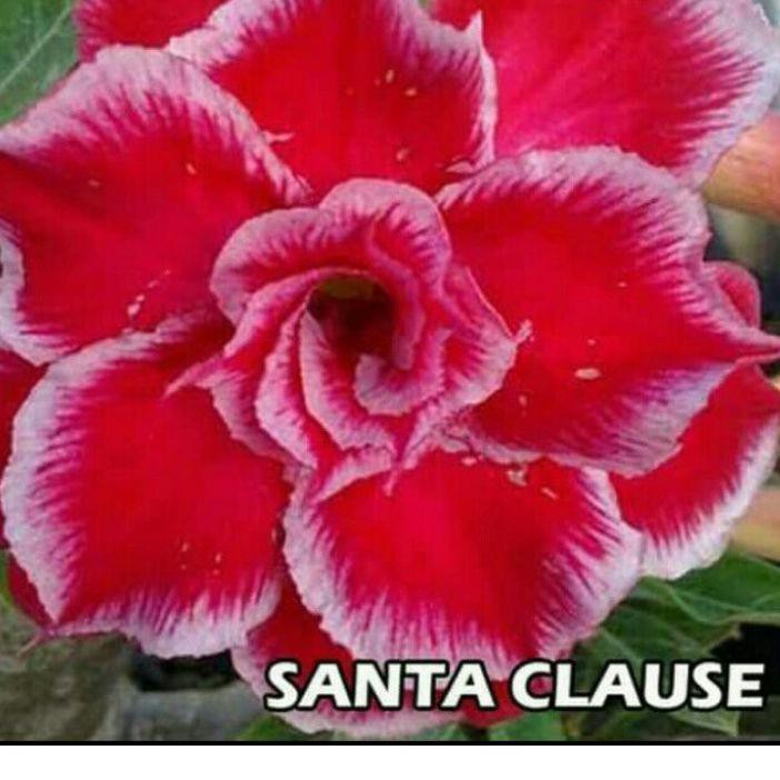 ✾ Adenium bunga tumpuk size B ۝