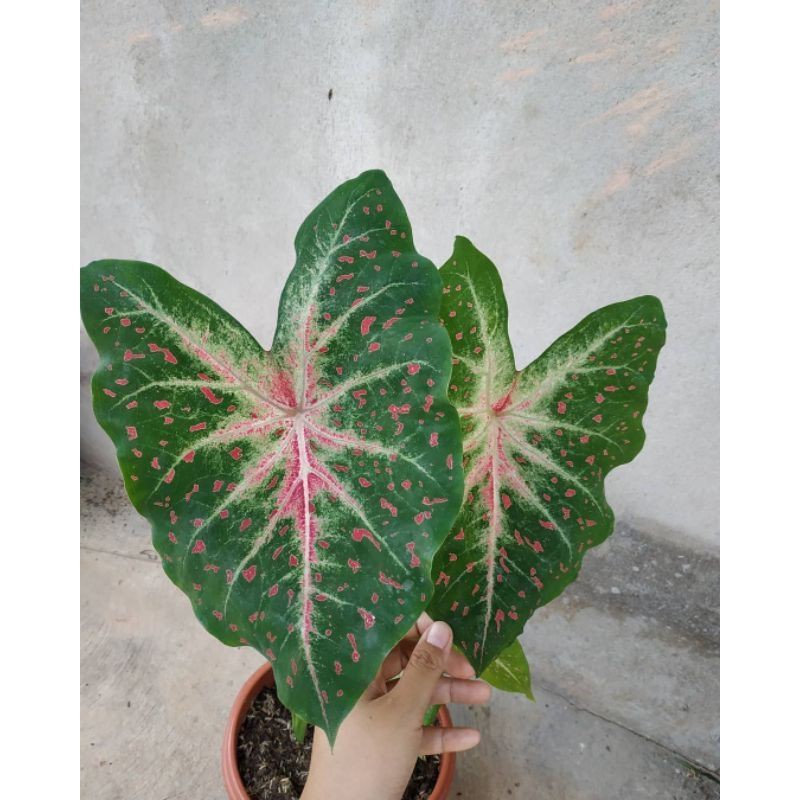 keladi - caladium bercak merah -tanaman hias keladi