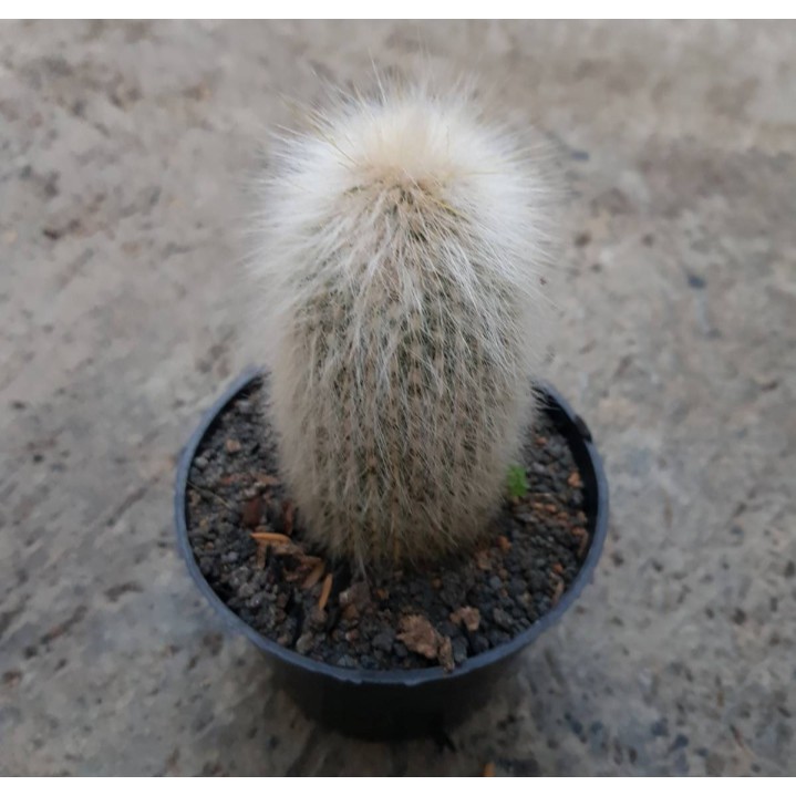 KAKTUS OLD MAN OWNROOTS