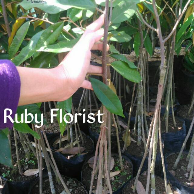 Bibit Durian Musang king Kaki 5