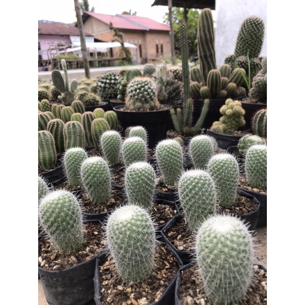 KAKTUS SEMPRONG / KOS LAMPU