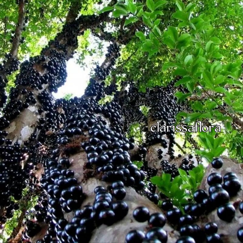 POHON ANGGUR BRAZIL - TANAMAN ANGGUR BRAZIL - POHON BUAH