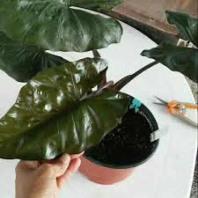 KELADI SENTE WULUNG MUDA/SENTE HITAM/ALOCASIA PLUMBEA MUDA/SENTE WULUNG MUDA ANAKAN LOVE_SHOP MILLEN