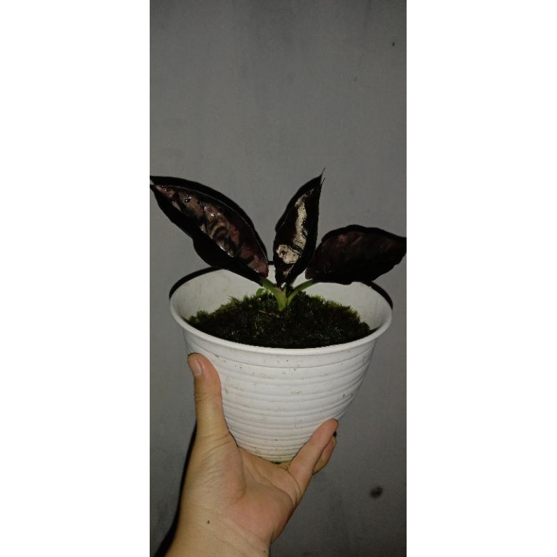 alocasia black infernalis