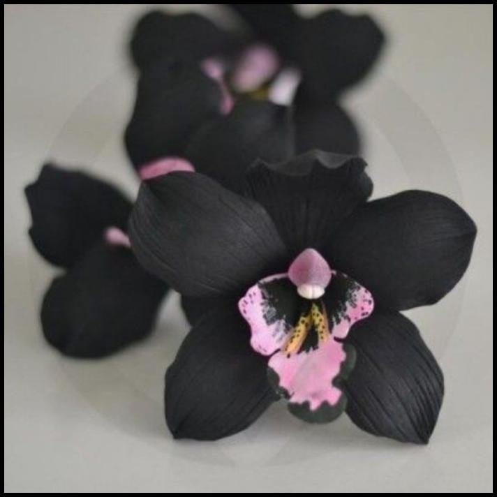 Tanaman Hias Anggrek Dendrobium Black Papua-Anggrek Hitam Dendro Siap