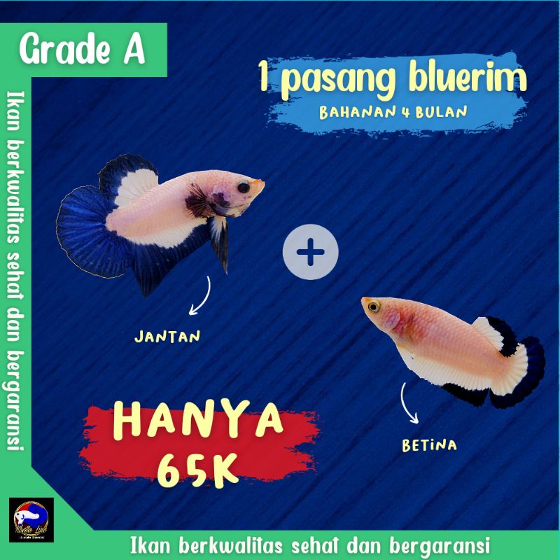 Cupang Bluerim / ikan cupang / bahanan bluerim ( grade A)