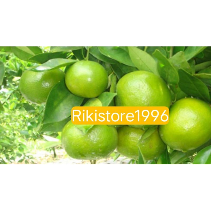 

jual Buah jeruk Bali mini super 1 kg