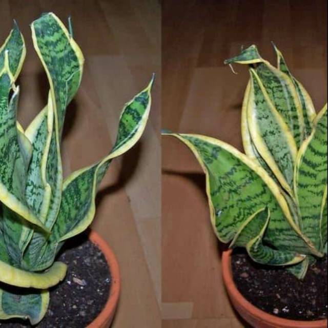 Tanaman Sansevieria Twister