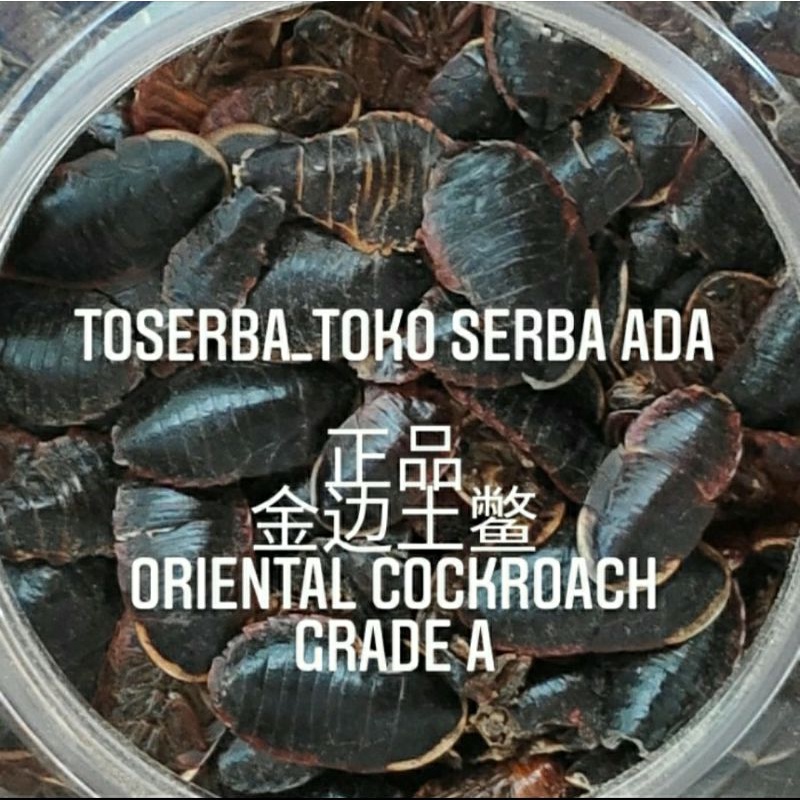

100gr Herbal Jin Bian Tu Bie 金边土鳖 Oriental Cockroach Grade A