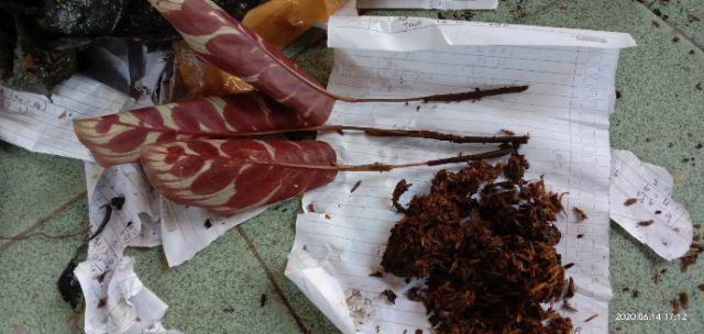 Pusat    Paket Tanaman Hias Calathea Indoor - Black Lipstik Dll    Tanaman Hias