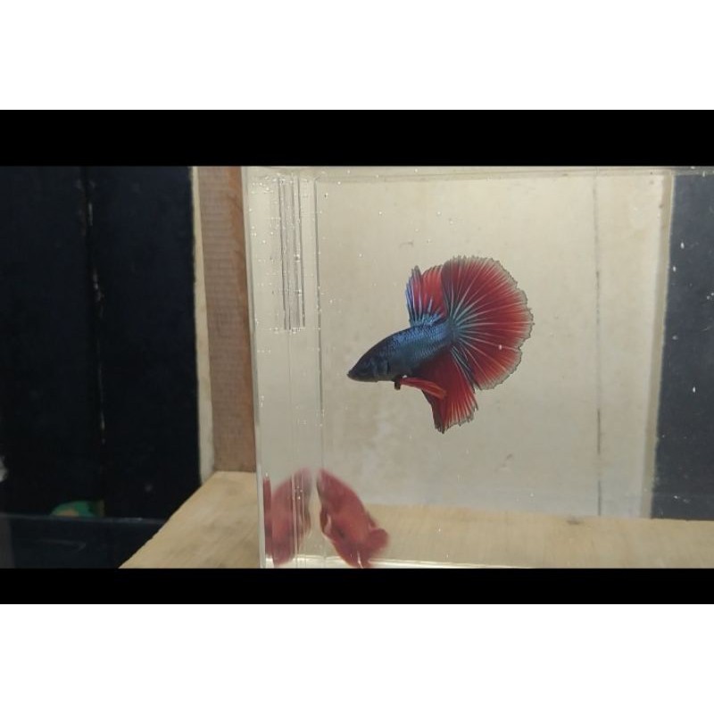 ikan cupang hias halfmoon