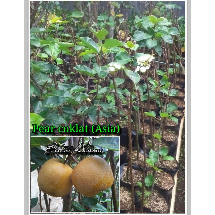 Bibit Buah Pear Okulasi Cepat Berbuah - Bibit Buah