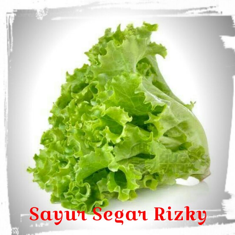 

[NAIK HARGA] Selada / daun selada