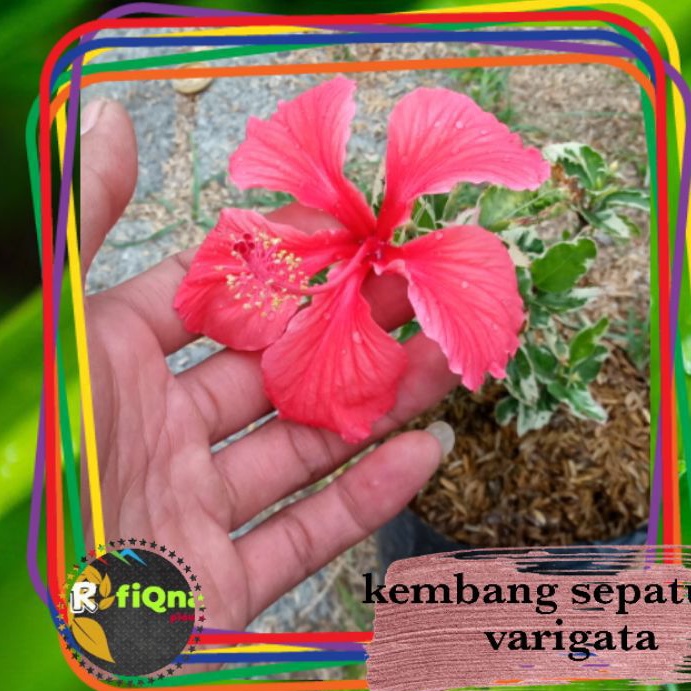Tanaman hias bunga sepatu varigata/bunga sepatu /hibiecus varigata