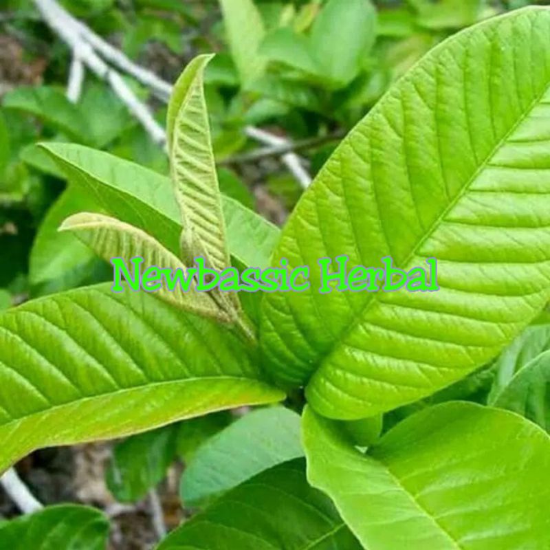 

pucuk daun jambu biji 1kg
