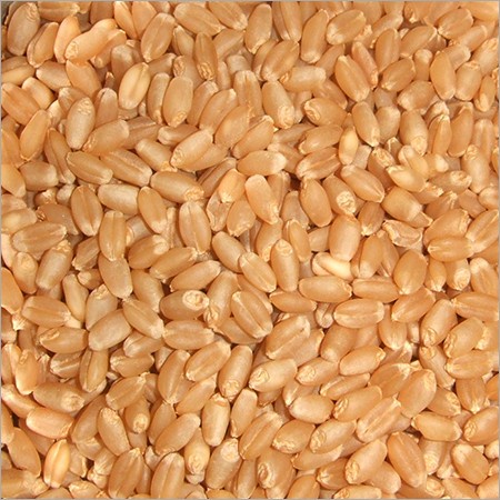 

Organic wheatgrass seeds