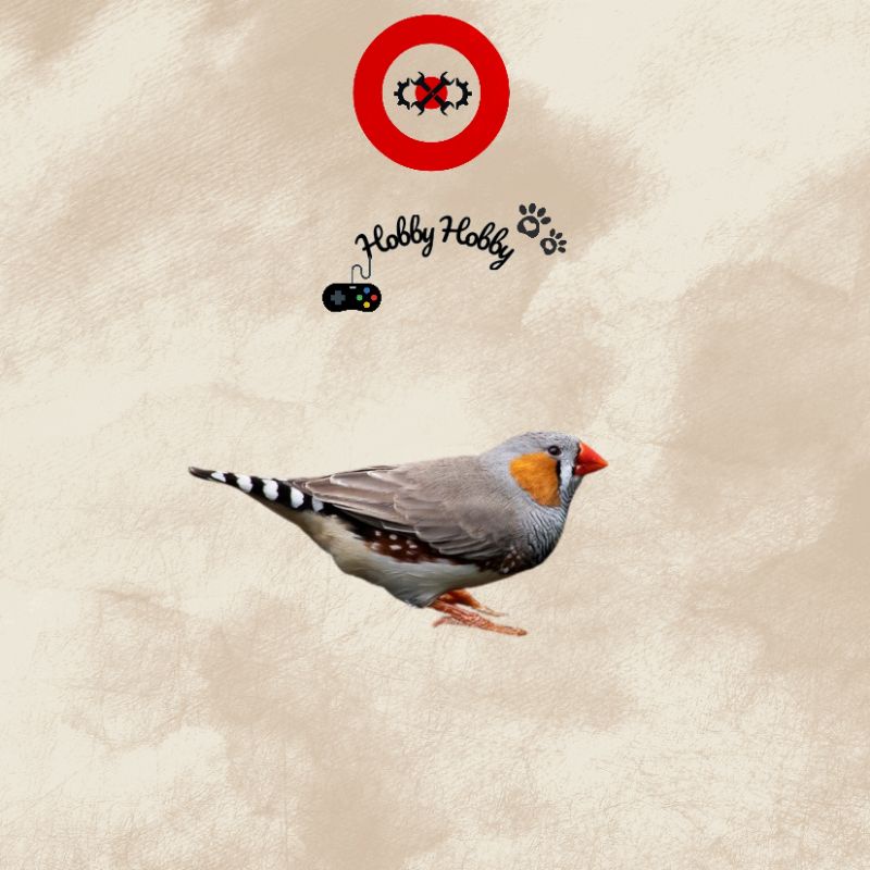 zebra finch / emprit zebra