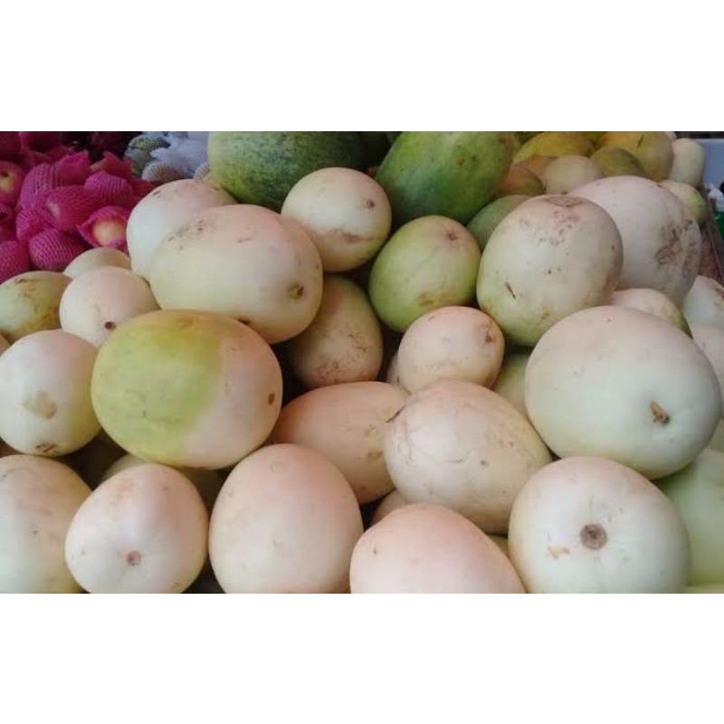

Timun suri manohara segar 1kg