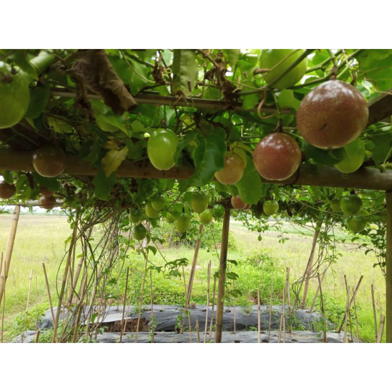 

Buah Markisa Segar asem manis, markisah manis 1kg, buah markisa kuning