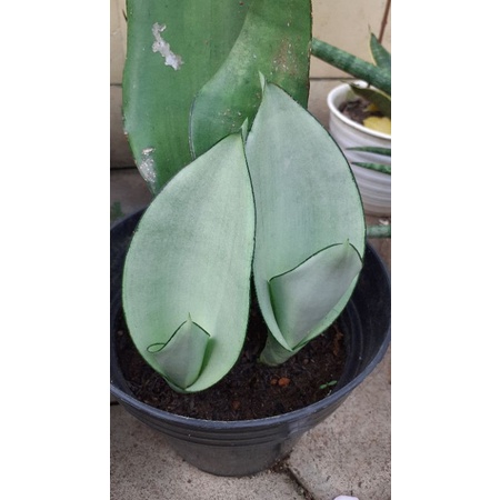 Sansivera Silver - Strip Kuning - Full Hijau mini