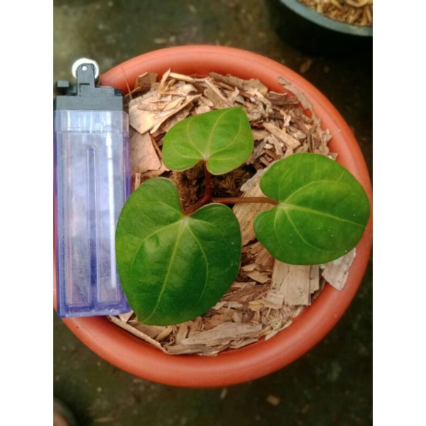 Anthurium Papilaminum Red Stem