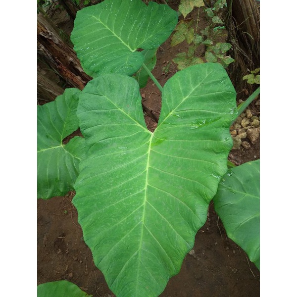 

Daun talas segar 500g 1000g