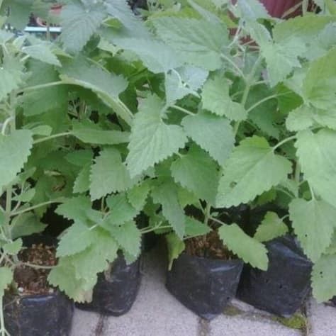 tanaman catnip anti kucing