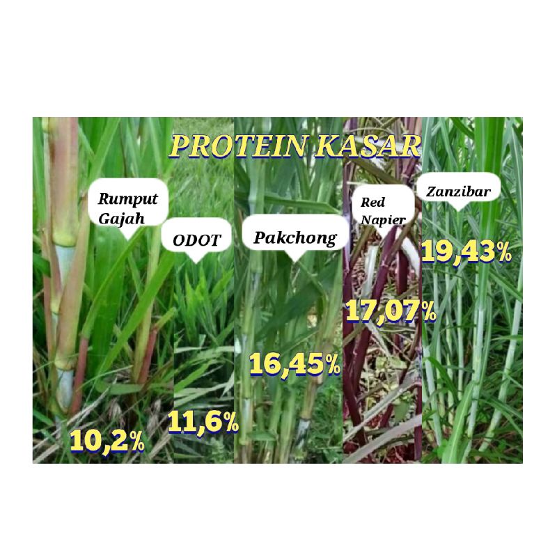 100 stek Bibit rumput  Zanzibar