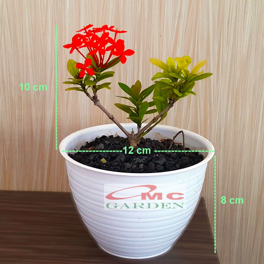 Bonsai Bonsae Soka Mini Asoka Jepang Ixora Merah Tanaman Hias B-SMM-004