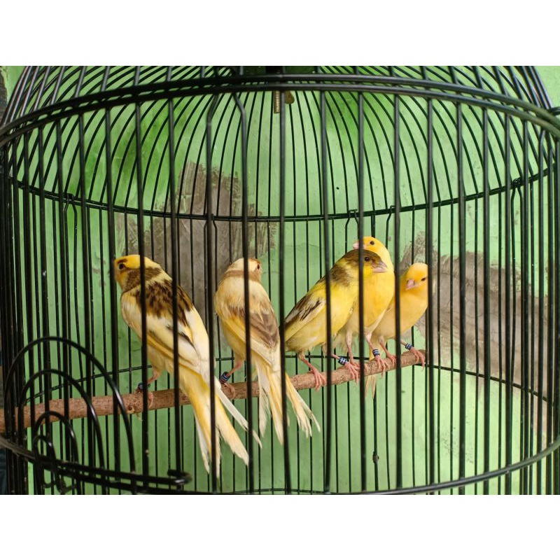 kenari Af RING bahan jamin jantan