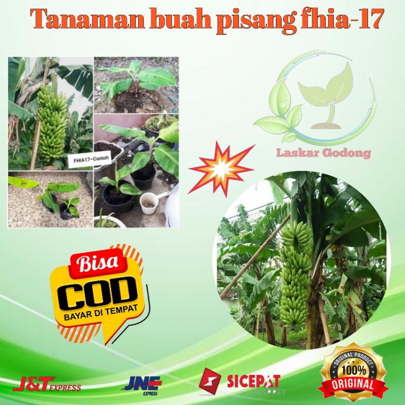Obral tanaman bibit buah pisang fhia 17 asli murah