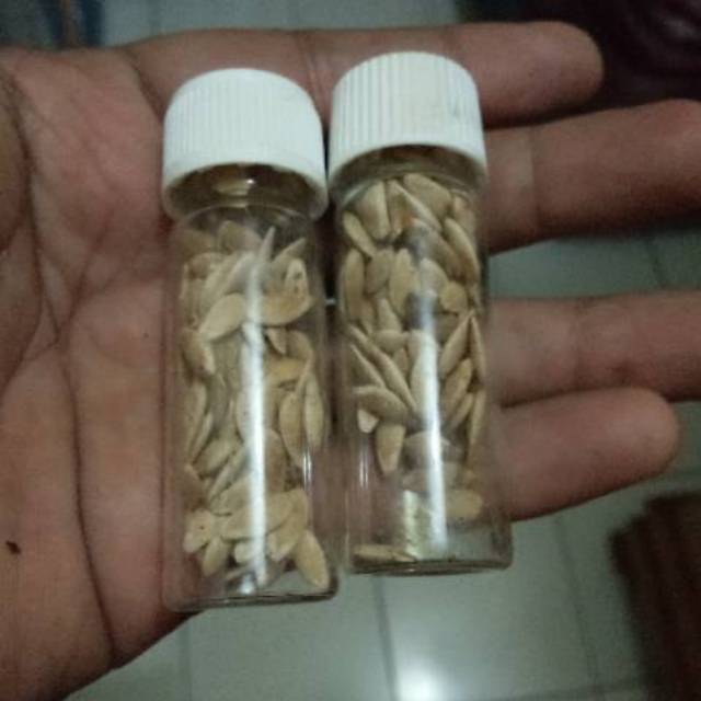 Bibit timun suri benih timun suri super bibit timunsuri kualitas terbaik