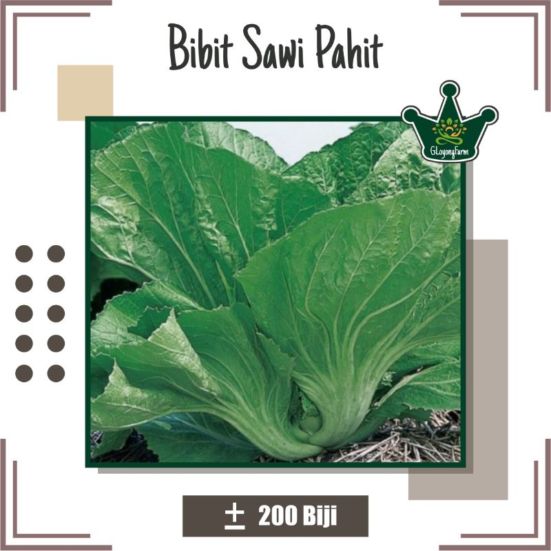Benih Sawi Pahit Head Mustard - Benih Sayur