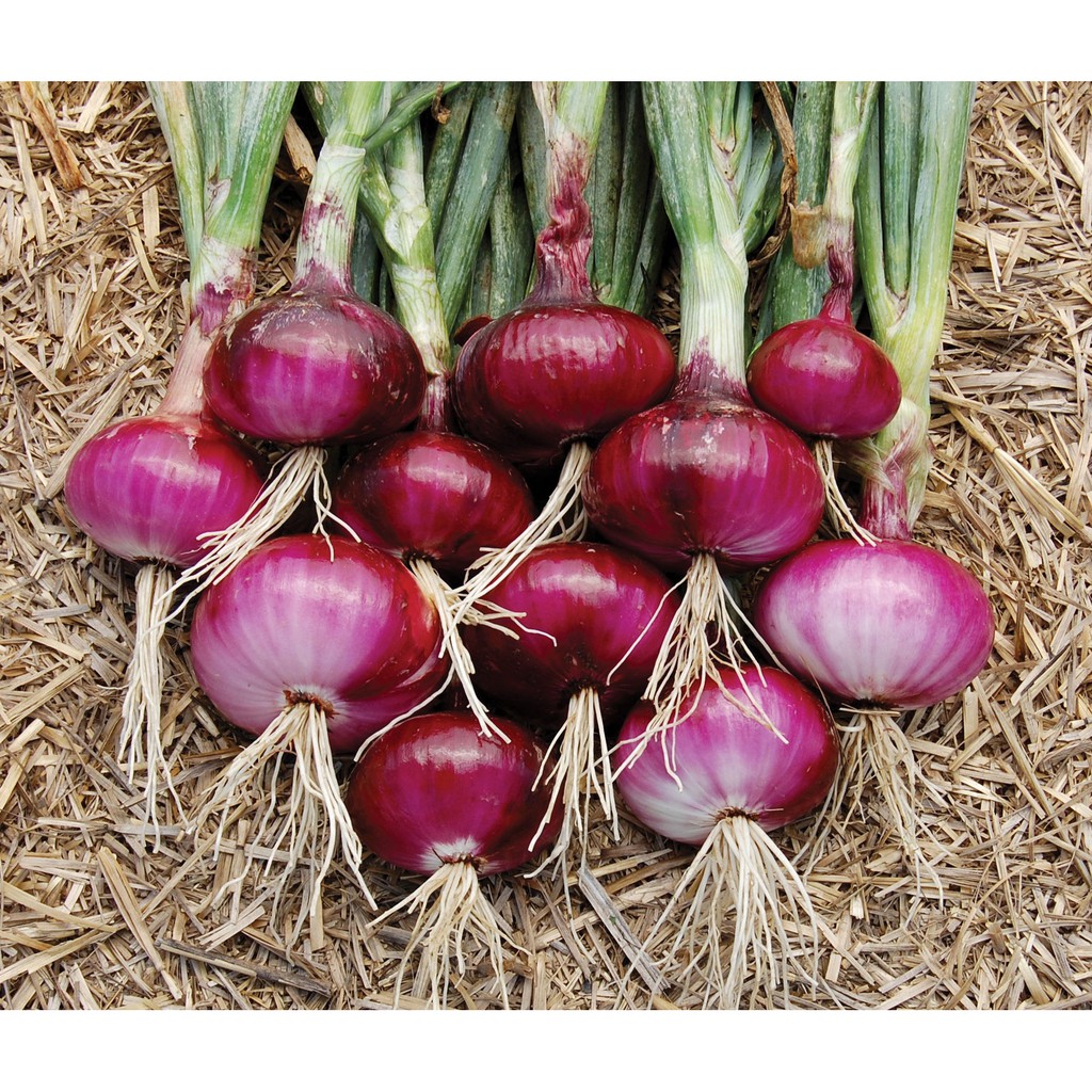 Benih Bibit Biji - Onion Red Baron Bawang Bombay Merah Seeds - IMPORT