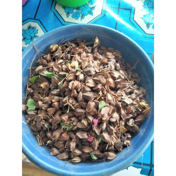 Biji Bunga Amp Pink dapat 75 Biji