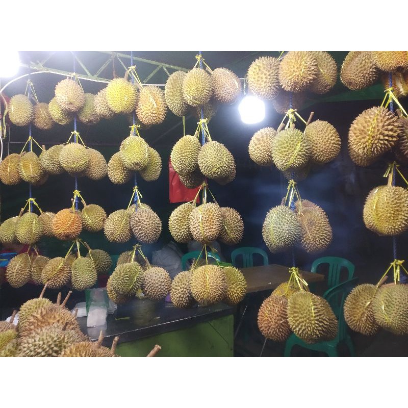 

durian PADANG MANINJAU