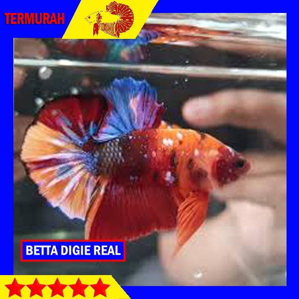 IKAN CUPANG NEMO MULTICOLOR