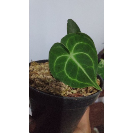 Kuping gajah Tarantula darkForm | anthurium clarinervium darkform | kuping gajah karet | realpict