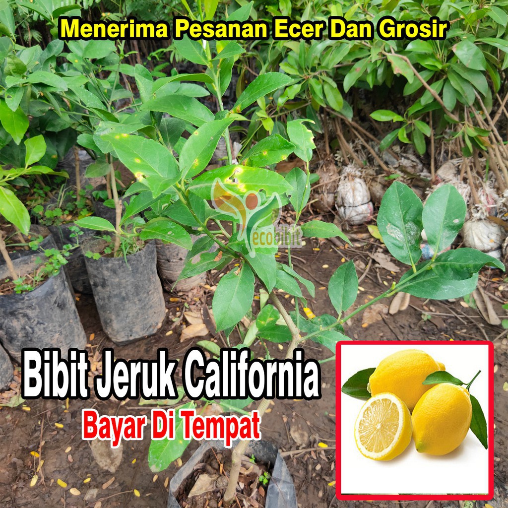 Bibit Jeruk Lemon California