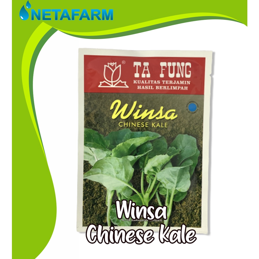 Benih Biji Bibit Tafung Ta Fung - KAELAN Sharp Leaf WINSA @20gr