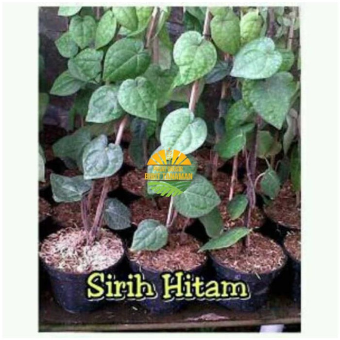 Asli Tanaman Sirih Hitam Terlaris