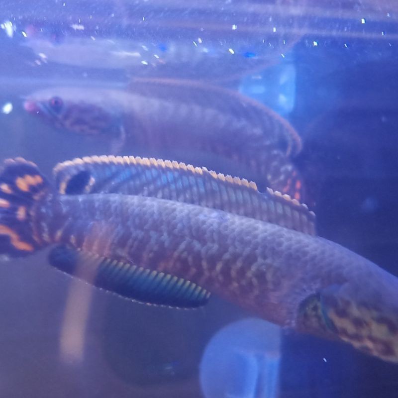 Channa Bleheri pair size 10 - +